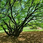 Zoeld Relax Будакеси